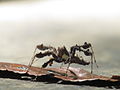Thumbnail for version as of 19:45, 4 February 2015