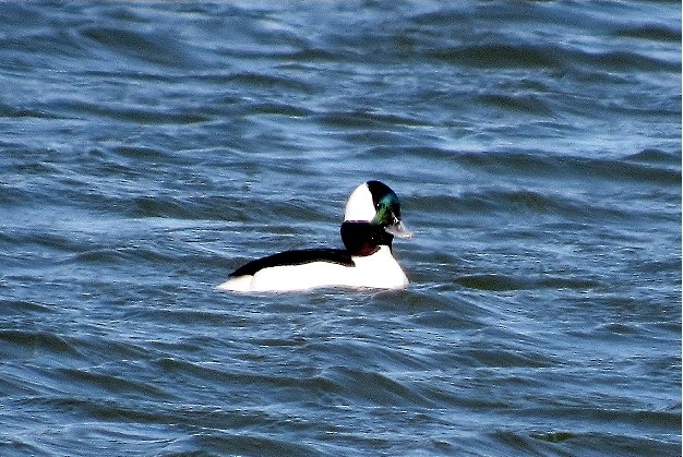 ./bufflehead_1792549965018