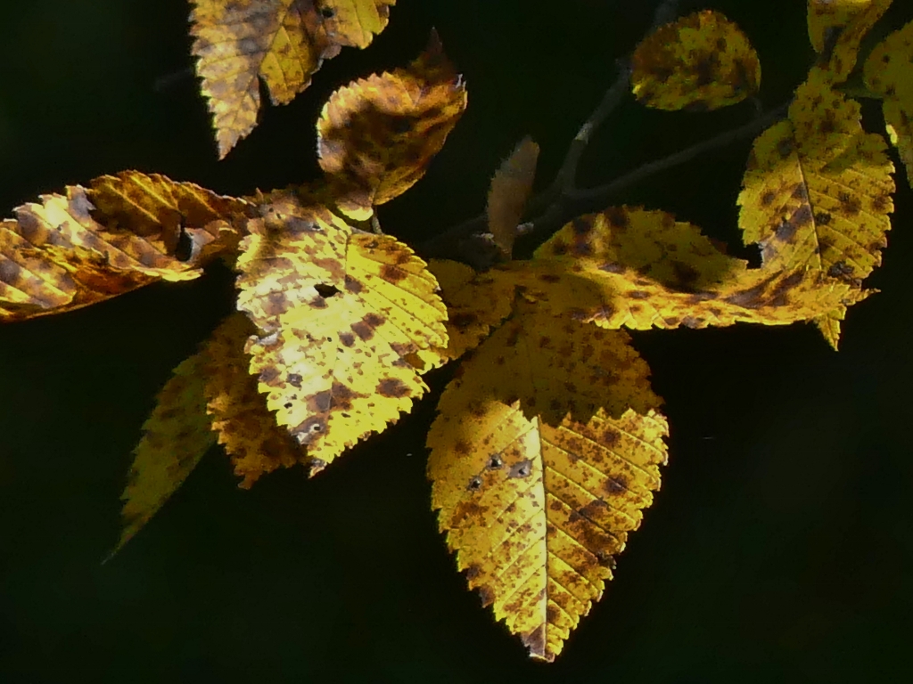 ./fall_leaves_4b_1791495816007