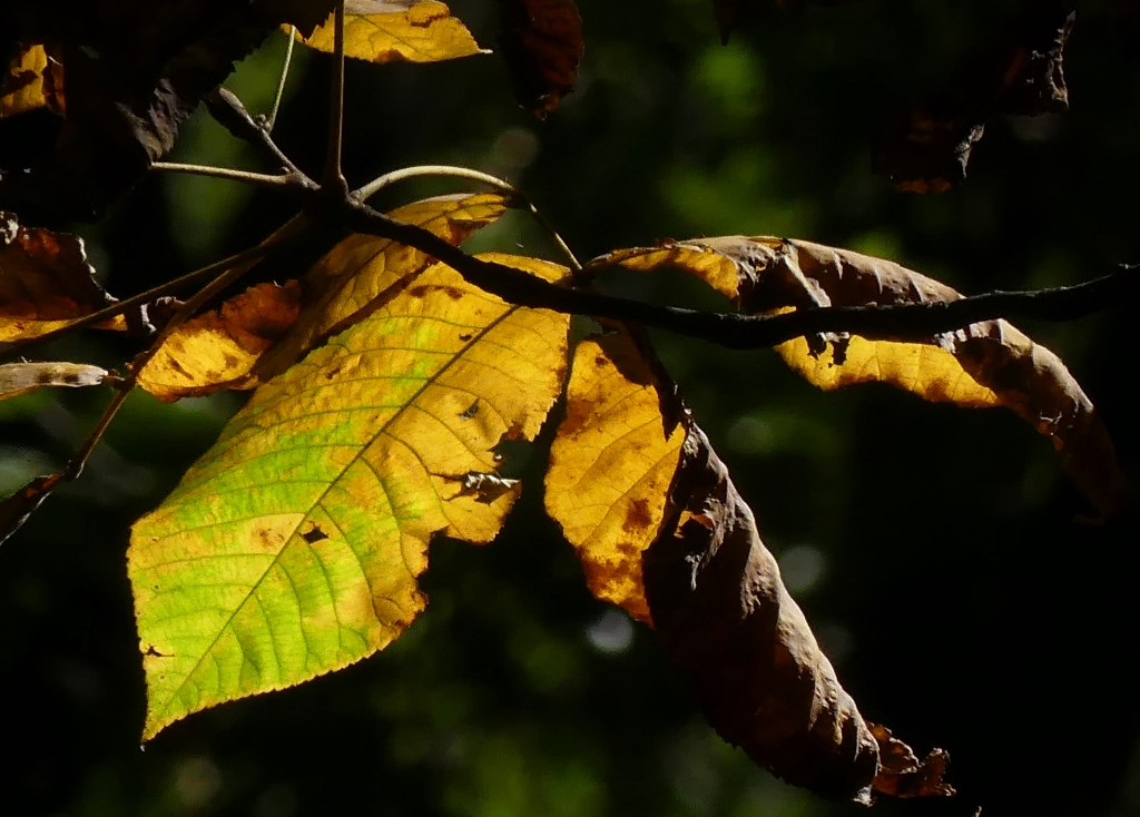 ./fall_leaves_7_1792550655521