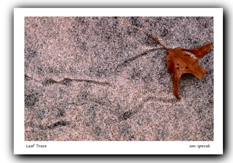 ./leaf_trace_titled_shade_1790393502993